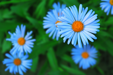 Some beautiful decorative chamomile flowers with a yellow disc and blue petalsの写真素材