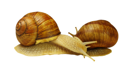 Two grape snails in contact with each other, isolated on white backgroundの写真素材