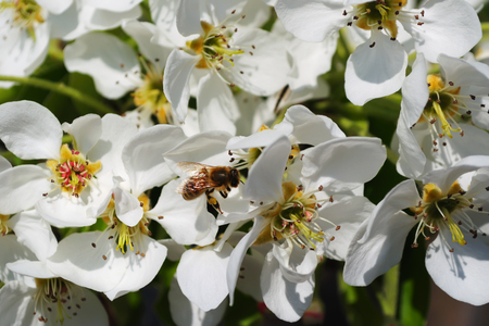 Blossoming tree of pear and sitting on flowers a bee collecting pollen on a bright sunny spring dayの写真素材
