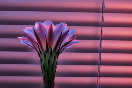Beautiful pink cactus flower at dawn, standing in front of the closed window blindsの写真素材