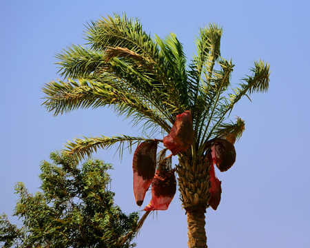 Date palm with hanging on her nets to harvest ripe dates in windy day, Hurghada, Egyptの写真素材