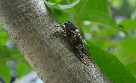 Crimean cicada sitting on the trunk of walnut tree closeup