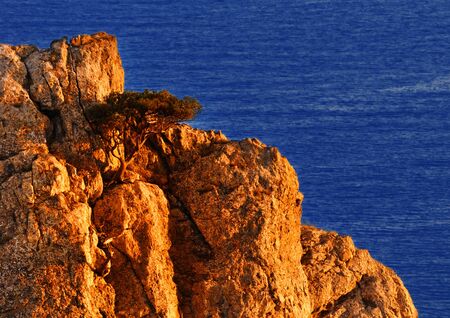 Beautiful scenery ? close-up of rock and juniper growing on it, in the rays of the sun at sunset, Black sea, Crimeaの写真素材