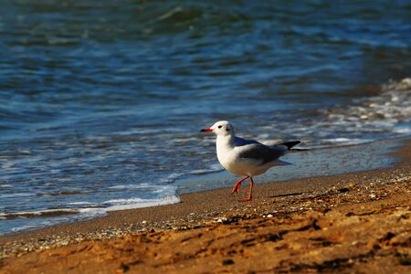 A lone mew gull standing on a sandy beach near the water, the Black seaの写真素材