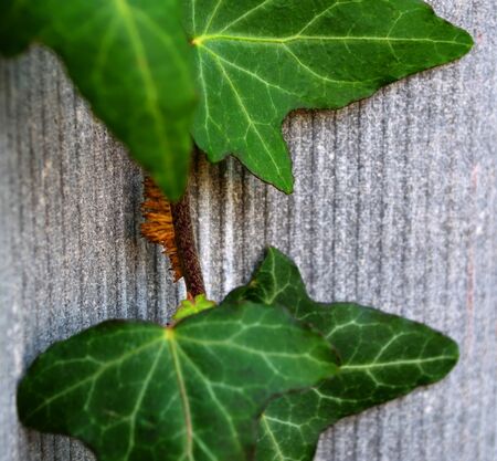 The sprig of garden ivy on the sheet of slate close-upの写真素材
