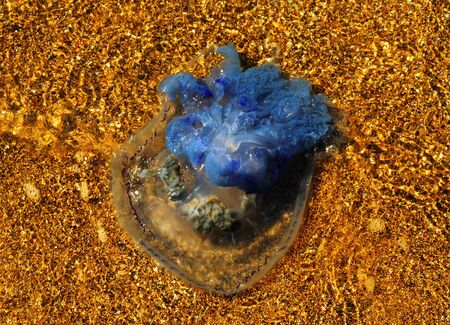 Blue jellyfish washed up on a sunny summer day close-upの写真素材