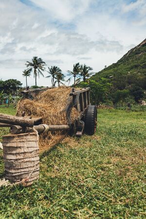 Sheep, sheep farm in the mountain, Beautiful countryside farm village of sheep grazing on a green field.の写真素材