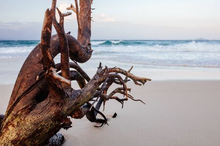 Dry tree at sandy beach with beautiful sea background. Vacation, holiday, travel concept, Asiaの写真素材