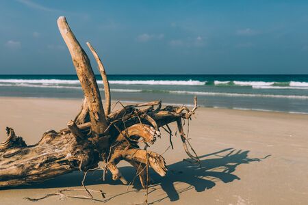Dry tree, the root lies on the shore of a sandy empty beach, empty beach, small waves, blue sky,...