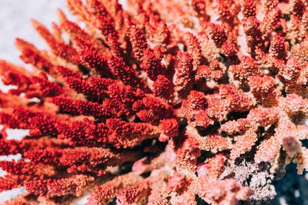 Selling Small coral blocks, beautiful texture, wonderful color, dead corals,の写真素材