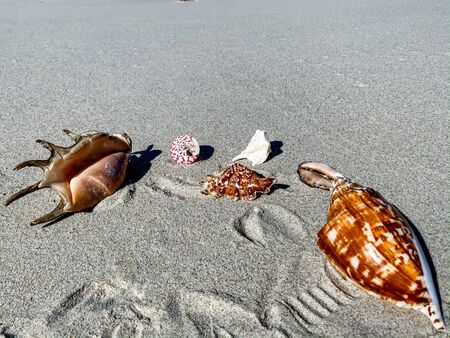 Tropical beach with shells in the foreground on the sand and blurry sea, summer vacation,...