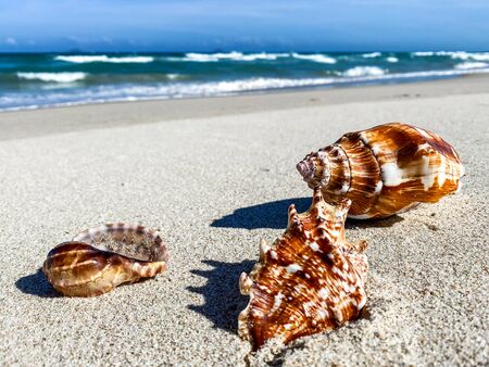 Tropical beach with shells in the foreground on the sand and blurry sea, summer vacation, background. Travel and beach vacation, free space for text.の写真素材