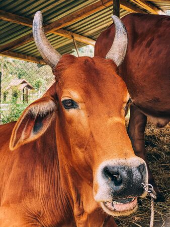 Cow close-up, red-brown cow lies in the corral. Two cows under the roof near the hay. Cattle.の写真素材