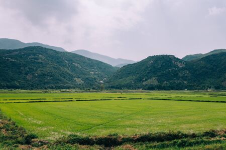 View of a green rice field, young rice. Field with water supply. Rainforest and mountains in the background. Agricultural land of Asia. Sunny weather.の写真素材