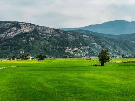 View of a green rice field, young rice. Field with water supply. Rainforest and mountains in the background. Agricultural land of Asia. Sunny weather.の写真素材