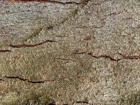 Natural wood, wood cut, aged wood, cracks from time and weather. Brown background, wood texture....