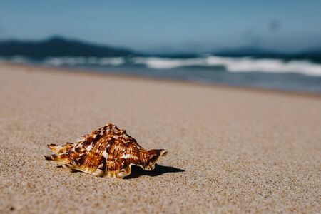 Tropical beach with shells in  foreground on sand and blurry sea, summer vacation, background....