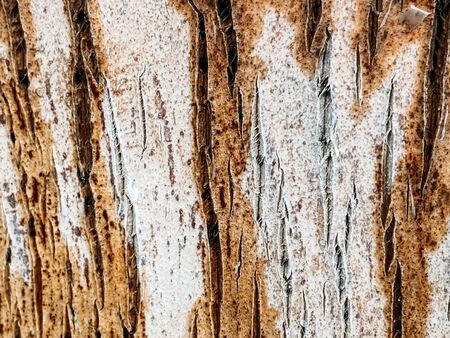 Palm tree texture Closeup