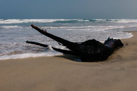 Dry tree, the root lies on the shore of a sandy empty beach, empty beach, small waves, blue sky,...
