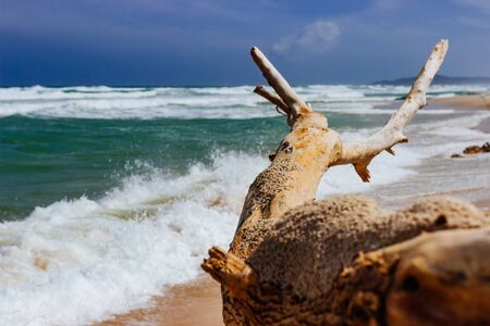 Dry tree, the root lies on the shore of a sandy empty beach, empty beach, small waves, blue sky, backgroundの写真素材