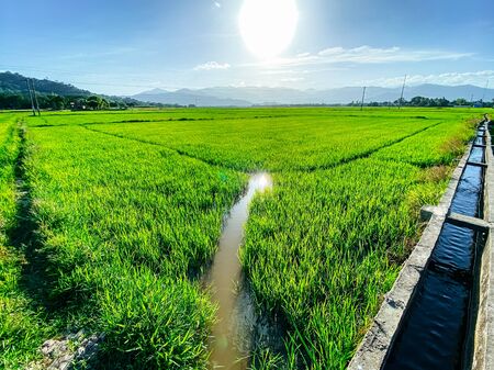 Rice field, green rice sprouts in the meadow. Young green rice. Farmland. Mountain view, agriculture in Asia.の写真素材