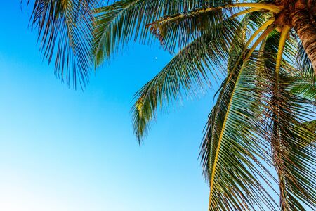Tropical background, coconut palm leaves on a background of blue clear sky, summer background, travel, nature. Frame, place to insert text or slogan.Natural background with copy space.の写真素材