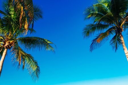 Tropical background, coconut palm leaves on a background of blue clear sky, summer background, travel, nature. Frame, place to insert text or slogan.Natural background with copy space.の写真素材
