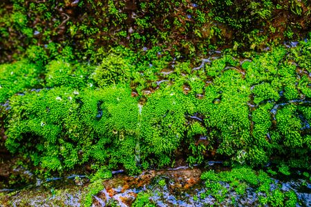 A small mountain river flows among large stones in mountainous areas through the forest. Natural...