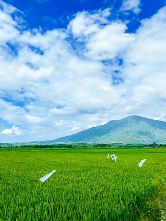 Rice field, green rice sprouts in the meadow. Young green rice. Farmland. Mountain view, agriculture in Asia.の写真素材