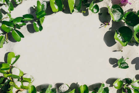 Flat lay, top view, frame of greenery on a white background. Advertising photo. Copy space, space to pasteの写真素材
