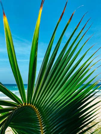 Green palm leaf close up. The sea is in the background. Travel concept. Clear blue sky and white sand on the background. Copy spaceの写真素材