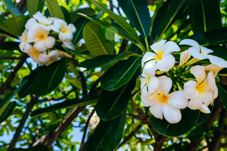 white tropical frangipani flower, fragrant bloom to create an atmosphere of relaxation and pleasure. Photo on a natural background with green leavesの写真素材