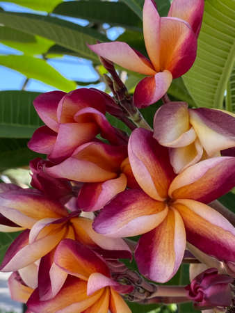 Close-up of a pink tropical frangipani flower, fragrant bloom to create an atmosphere of relaxation. Photo on a natural backgroundの写真素材
