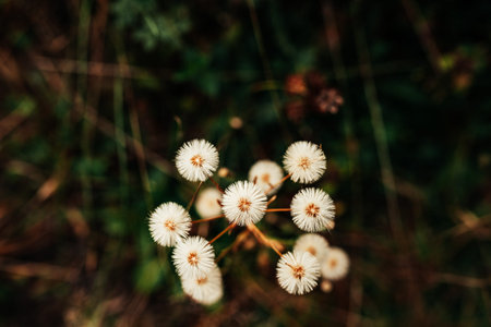 Close-up of small white wildflowers growing in a dark forest with soft bokeh background