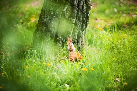 Red Eurasian squirrel running in the park.の写真素材