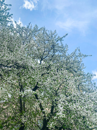 Springtime White Flowering Tree and the Sun on sky background