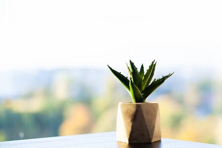 Spa concept. Aloe vera plant on table in bathroomの写真素材