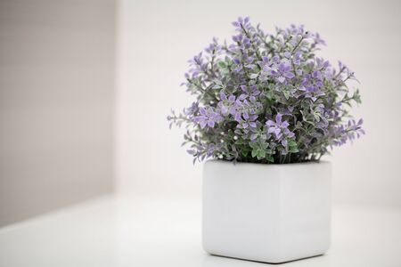 Spa. Succulent plant on window ledge in modern bathroom.の写真素材