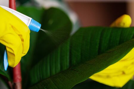 An employee of a cleaning company cleans the office and takes care of the plants.の写真素材