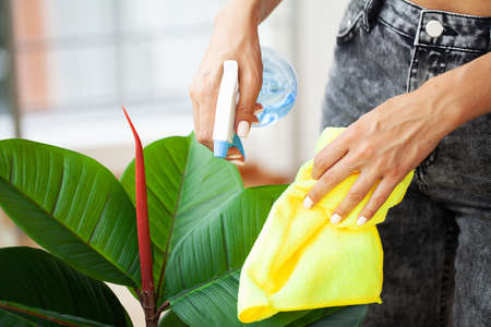 Professional cleaning lady cleans table using a sponge and spray