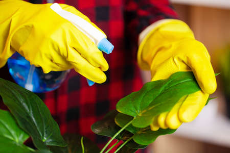 Cleaning company worker cares for a plantの写真素材