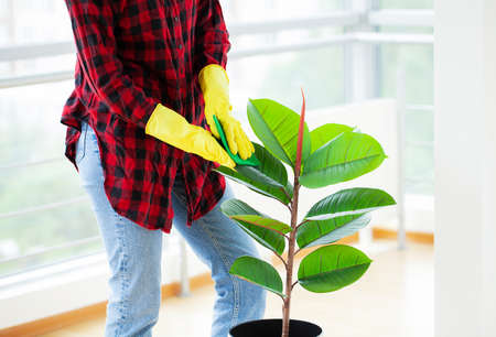 Woman cleaner wiping with a rag the leaves of plants in the office.の写真素材