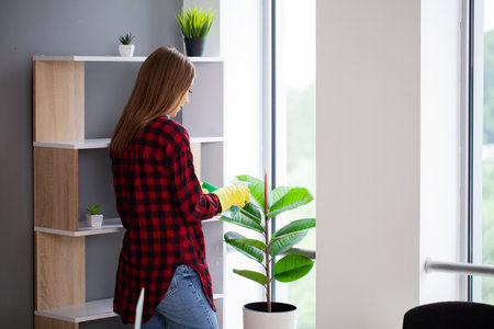 Young woman gently wipes the green leaves of ficus