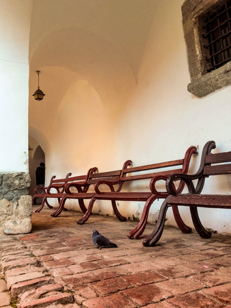 Pigeon in old church with benchesの写真素材