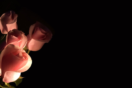 Several light pink roses on dark backgroundの写真素材