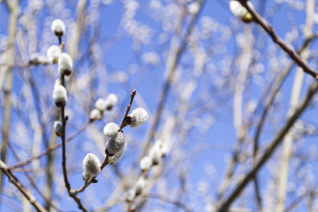 Willow branches with fluffy catkins on blue sky background. Spring. Easterの写真素材