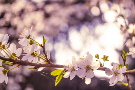 Spring flowers. Blossoming cherry tree branch with flowers. Bokeh. Sakura, natural background. Closeupの写真素材