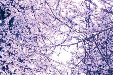 Spring flowers. Blossoming cherry tree branch with flowers. Sakura, natural background. Closeupの写真素材