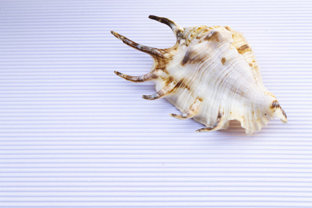 Beautiful travel concept, seashell closeup on white cardboard background with empty space.の写真素材