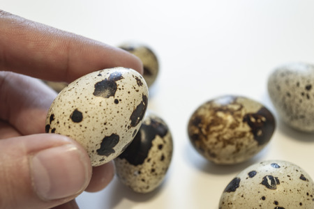Quail eggs. Group of quail eggs isolated on white background. Closeup photoの写真素材
